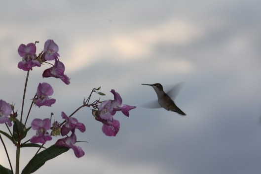 Hidden Garden II Asma 036